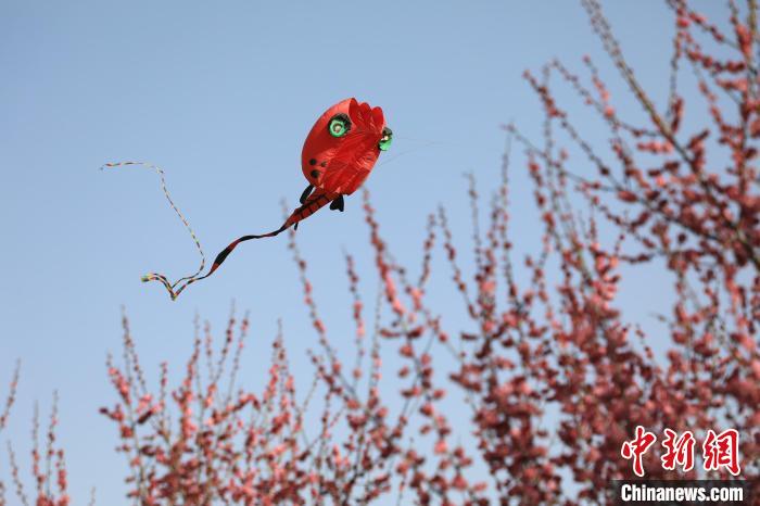 風(fēng)箏在花中飛舞?！∴囆?qiáng) 攝