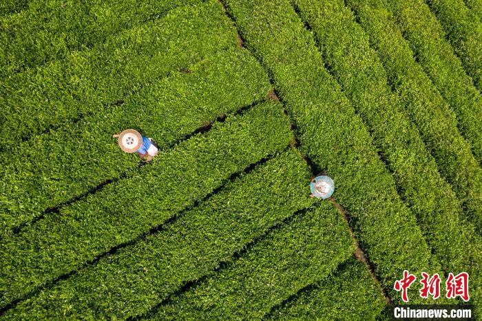 茶農(nóng)正在采摘新鮮茶葉。　唐哲 攝