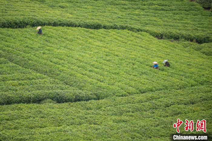 茶農(nóng)采摘谷雨茶?！√普?攝