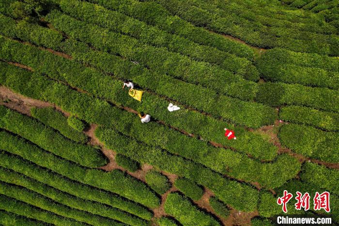 茶農(nóng)正在采摘新鮮茶葉。　唐哲 攝