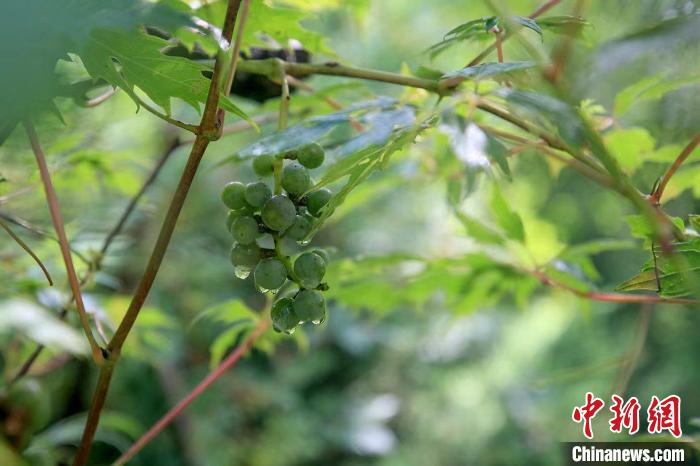 野生動(dòng)物在北京：如何筑牢生物多樣性“保護(hù)網(wǎng)”？