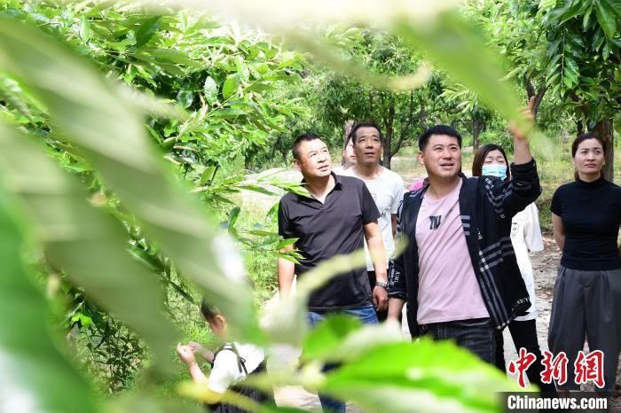 游客在欣賞栗樹花?！『略破?攝