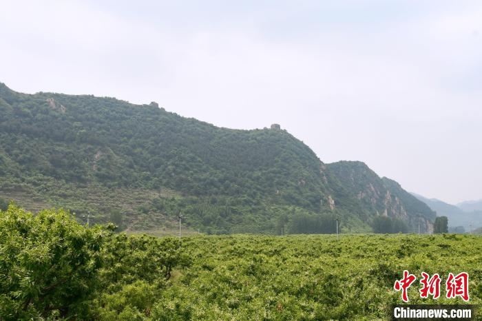 長(zhǎng)城腳下萬(wàn)畝栗花綻放，散發(fā)出淡淡清香?！『略破?攝