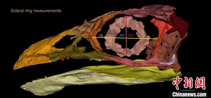 熱河鳥STM3-8化石標(biāo)本的鞏膜環(huán)復(fù)原及測量示意圖。　胡晗 供圖