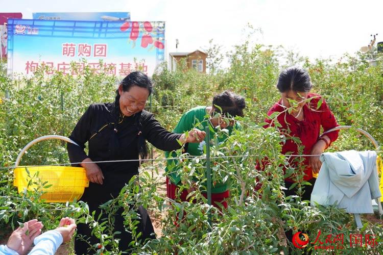 中寧縣來(lái)自西海固的移民大姐們一邊采摘新鮮枸杞一邊歌唱，笑由心生。人民網(wǎng)記者 何蒨攝