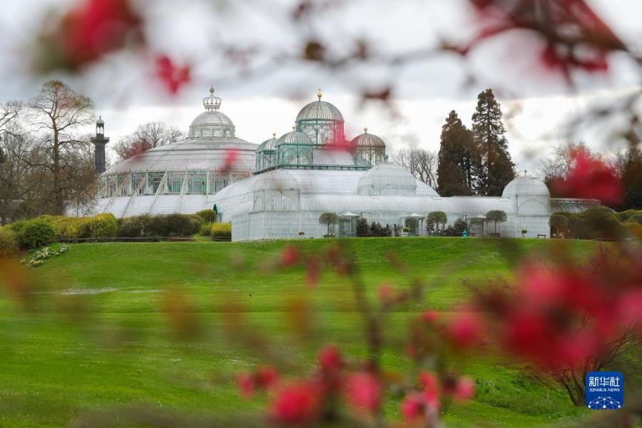 這是4月14日在比利時布魯塞爾拍攝的拉肯宮王家溫室花園。新華社記者 鄭煥松 攝