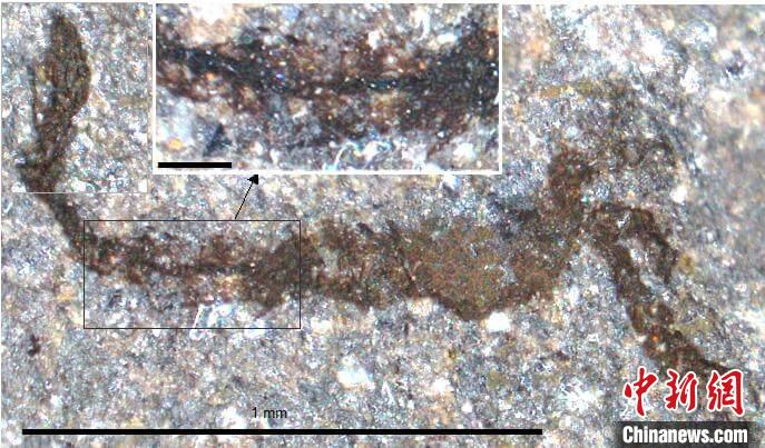 一個(gè)類似于寒武紀(jì)大附肢綱節(jié)肢動(dòng)物Yohoia的新物種(圖片來(lái)自Joe Botting)?！∈┢樟指瘛ぷ匀?供圖
