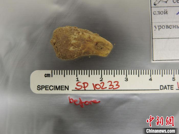 打孔鹿牙墜飾提取DNA前(圖片來自馬克斯·普朗克演化人類學研究所)?！∈┢樟指瘛ぷ匀?供圖