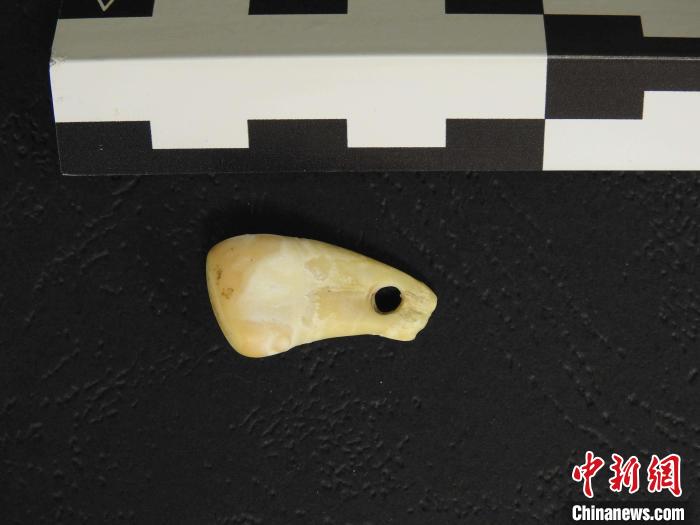 在南西伯利亞丹尼索瓦洞發(fā)現(xiàn)的打孔鹿牙墜飾(圖片來自馬克斯·普朗克演化人類學研究所)?！∈┢樟指瘛ぷ匀?供圖