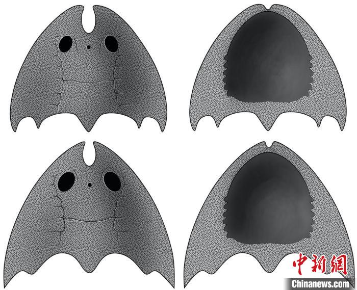九江江夏魚(yú)(上)和后棘江夏魚(yú)(下)(史愛(ài)娟/繪)?！≈锌圃汗偶棺邓?供圖
