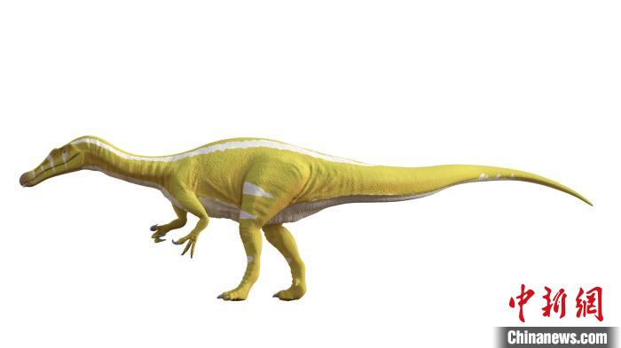 棘龍類新物種Protathlitis cinctorrensis(圖源Grup Guix)?！∈┢樟指瘛ぷ匀?供圖