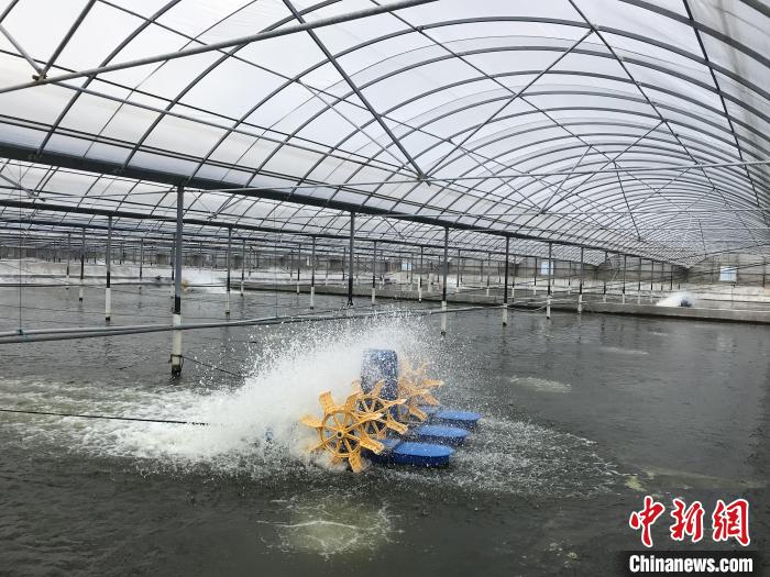 南美白對蝦養(yǎng)殖基地?！∠笊轿r蟹科技小院供圖