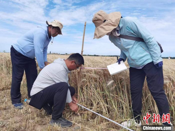 去年新疆冬小麥高產(chǎn)紀(jì)錄是863.8公斤?！⊙Μ| 攝