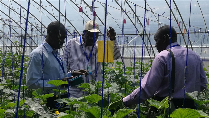 孫釗向當(dāng)?shù)剞r(nóng)戶講解粘蟲板工作原理。受訪者供圖