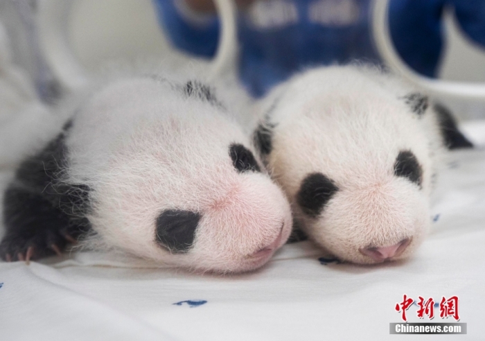 當(dāng)?shù)貢r(shí)間8月7日，韓國(guó)三星愛(ài)寶樂(lè)園公布雌性雙胞胎大熊貓幼崽(左為姐姐，右為妹妹)于6日拍攝的滿月照。愛(ài)寶樂(lè)園 供圖