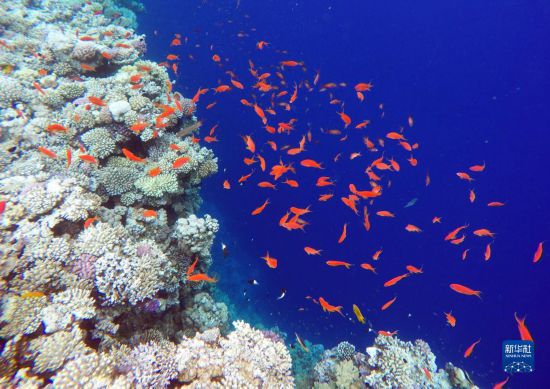  這是10月2日在埃及西奈半島達(dá)哈布藍(lán)洞內(nèi)拍攝的珊瑚和魚(yú)類(lèi)。新華社記者 隋先凱 攝