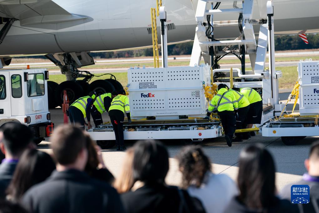 11月8日，在美國弗吉尼亞州的華盛頓杜勒斯國際機場，裝有大熊貓的特制“旅行包廂”準(zhǔn)備運上專機。新華社記者劉杰攝