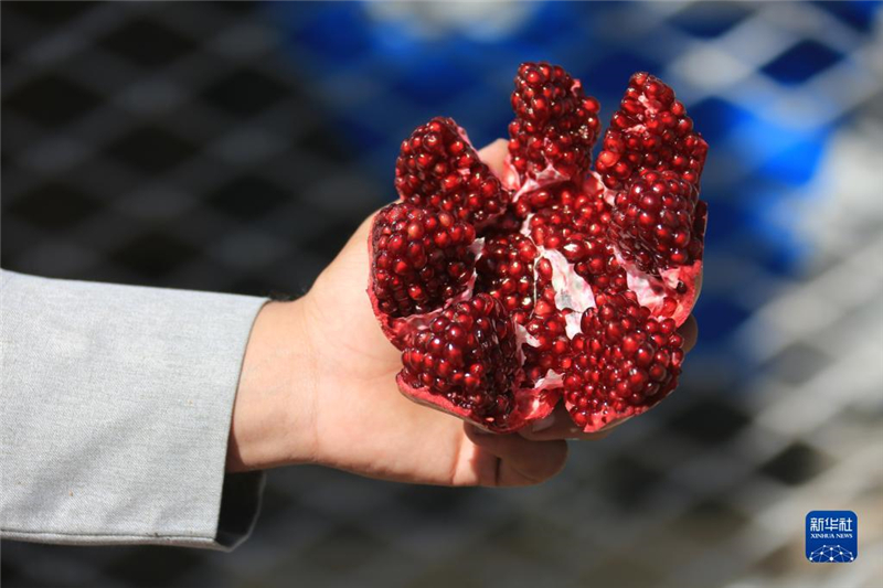 11月10日，在阿富汗首都喀布爾，商販展示產(chǎn)自阿富汗南部坎大哈省的石榴。新華社發(fā)（塞夫拉赫曼·薩菲攝）