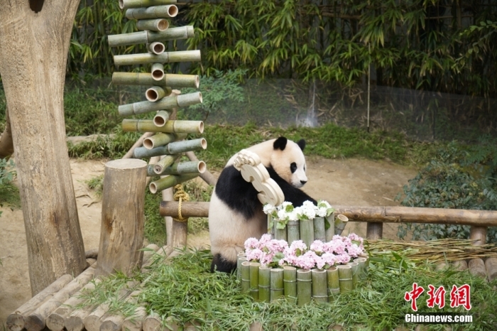 資料圖：旅韓大熊貓“福寶”。<a target='_blank' href='/'><p  align=