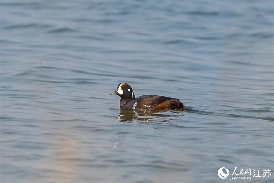丑鴨首次現(xiàn)身鹽城黃海濕地。 周晨曦?cái)z