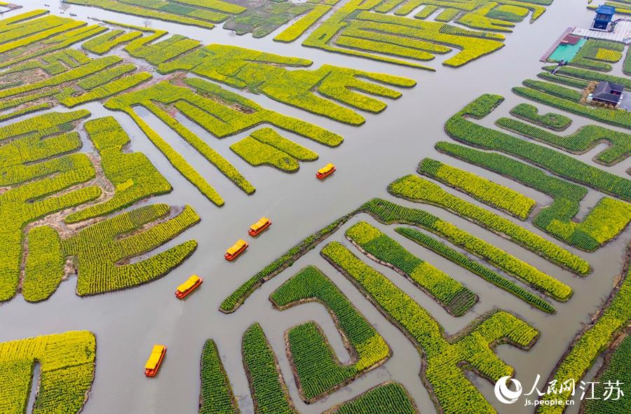 萬(wàn)畝“垛田”陸續(xù)披上金裝。周社根攝