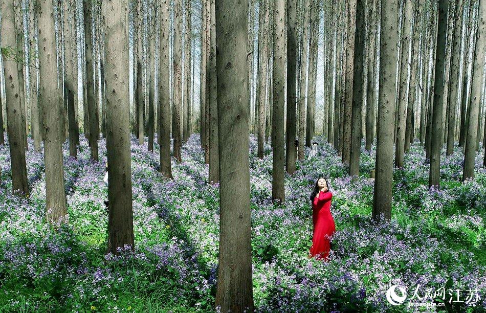 大地好像鋪上了夢幻般的地毯，分外迷人。陳義寶攝