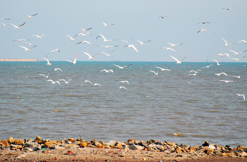 “鳥(niǎo)中大熊貓”遺鷗飛抵濱城。戈榮喜攝