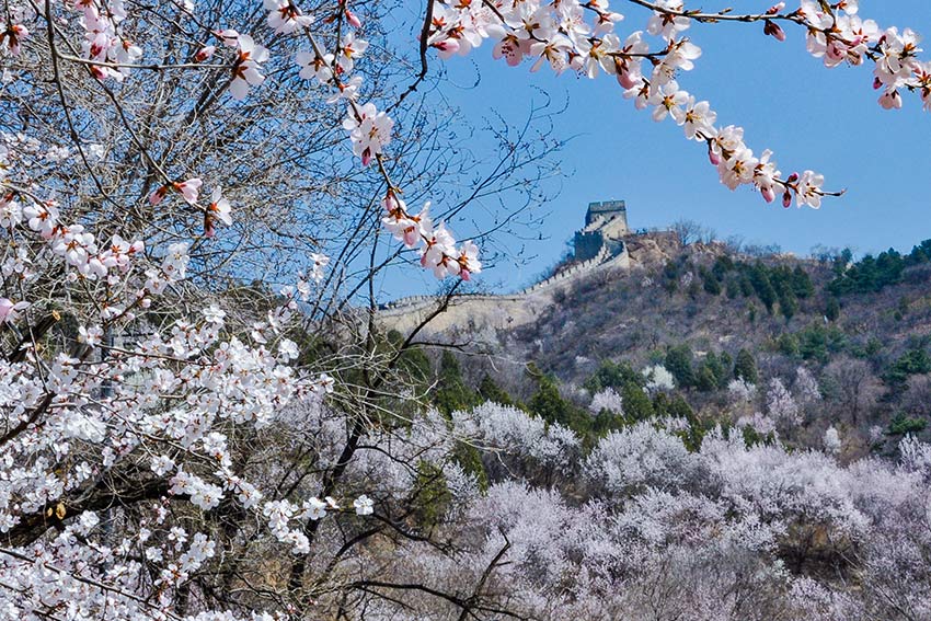眼下，八達嶺長城內(nèi)外春花爭艷。陸軍攝