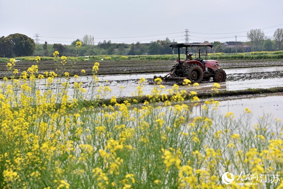 第一批早稻開(kāi)始插播。崔煒攝