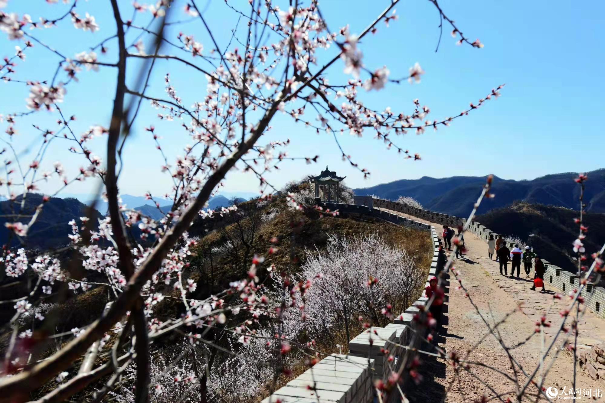 邢臺九龍峽景區(qū)鮮花盛開。 馬健攝