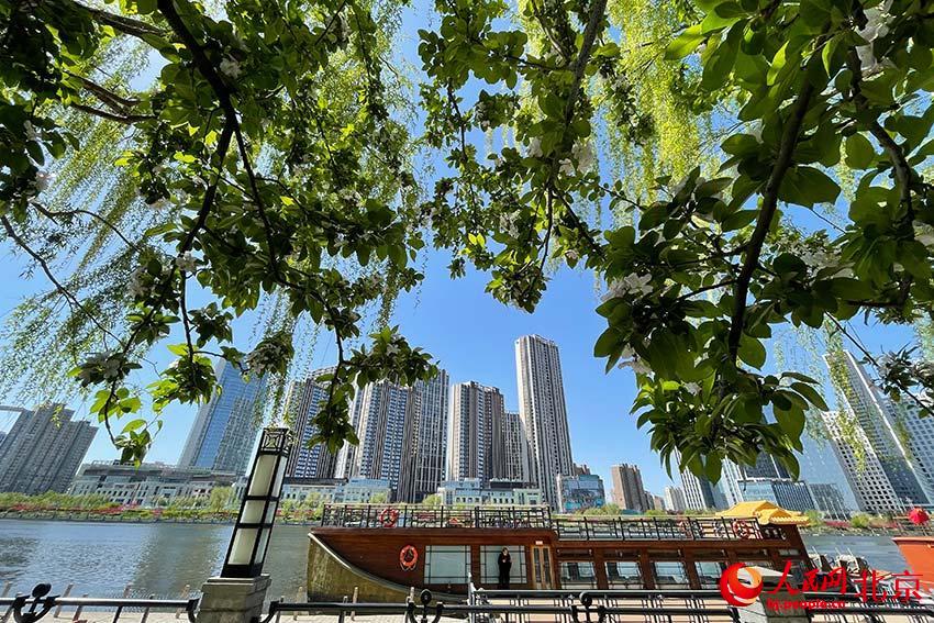運河岸邊春意盎然。人民網 尹星云攝