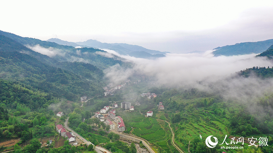 雨后的金寨大灣村，云霧環(huán)繞，宛如一幅田園山水畫卷。人民網(wǎng) 張俊攝