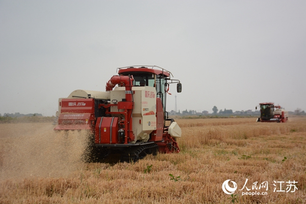 5月下旬，勝利圩高標準農(nóng)田內(nèi)，大型收割機作業(yè)。韋東寧攝