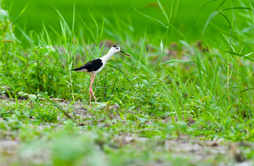 生態(tài)綠屏修復(fù)完成，吸引眾多野生動(dòng)物在此棲息繁衍。翟鑫彬攝