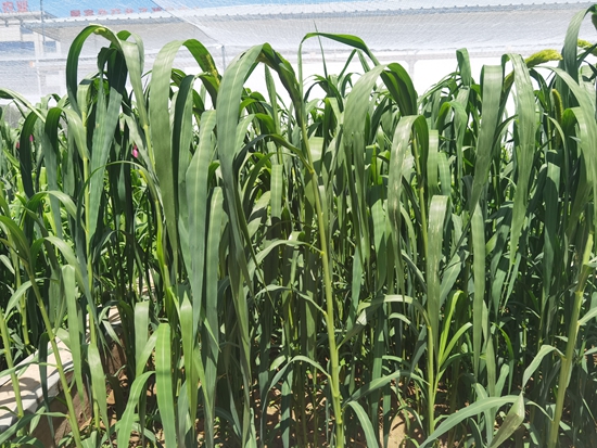 河北省張家口農(nóng)科院試驗(yàn)田中的“張雜谷”正在茂盛生長(zhǎng)。 受訪者供圖