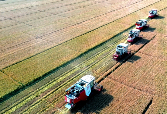 今年6月，河北省衡水市阜城縣碼頭鎮(zhèn)戈家墳村的麥田里，大型聯(lián)合收割機(jī)“組團(tuán)”作業(yè)。 苗鳳強(qiáng)攝