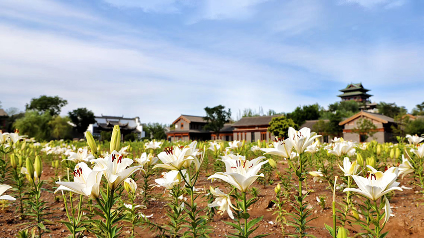 北京世園公園百合陸續(xù)盛放。（北京世園公園供圖）
