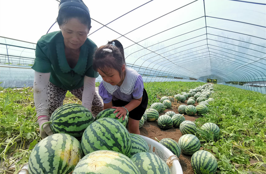 在北辰區(qū)雙街鎮(zhèn)的西瓜種植基地內(nèi)，種植農(nóng)戶們正忙著采收。陳立興攝