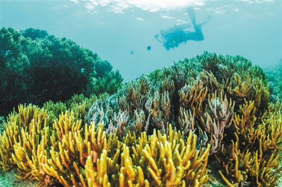 在三亞蜈支洲島附近海域，游客在體驗(yàn)海底美景。 本報(bào)記者 武威 通訊員 韋尚婷 攝