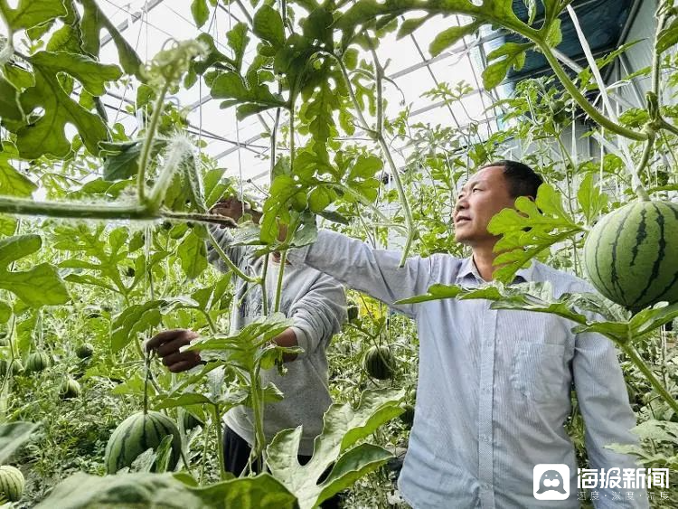 西瓜、藍(lán)莓、草莓上高原！山東濰坊援藏組因地制宜打造特色蔬菜發(fā)展中心