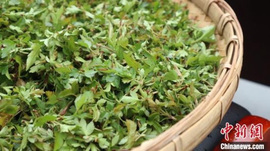 圖為班瑪藏雪茶?！O睿 攝