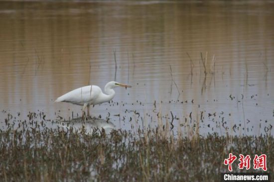 圖為大白鷺?？婶斂撕?托素湖自然保護(hù)區(qū)服務(wù)中心供圖 　　