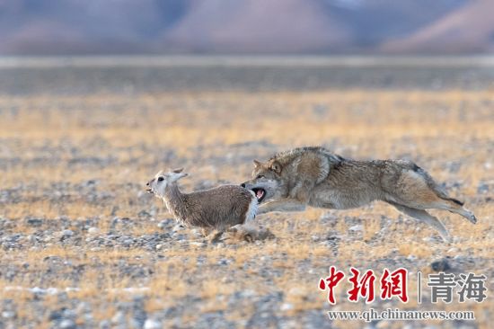 圖為獲獎作品。同海元供圖