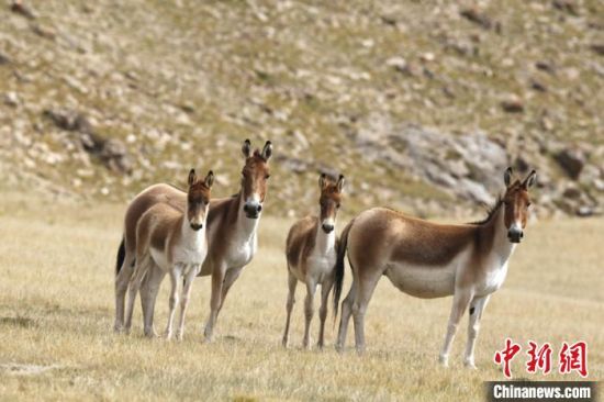 圖為三江源國家公園資料圖。三江源國家公園管理局供圖 　　
