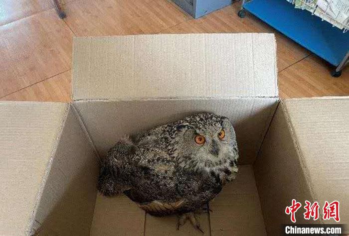 圖為青海省西寧市大通縣公安局森林警察大隊民警救助的國家二級保護野生動物——雕鸮?！∏嗪Ｊ」矎d森林警察總隊供圖 攝