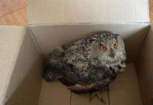 圖為青海省西寧市大通縣公安局森林警察大隊(duì)民警救助的國家二級(jí)保護(hù)野生動(dòng)物——雕鸮?！∏嗪Ｊ」矎d森林警察總隊(duì)供圖 攝