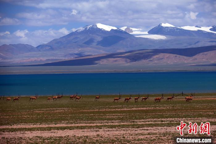 從317國(guó)道遠(yuǎn)眺達(dá)則錯(cuò)，湖岸藏羚羊與雪山美景令人矚目?！?lt;a target='_blank' ><p  align=