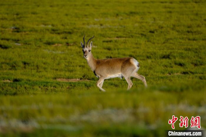 圖為西藏納木錯(cuò)湖邊的藏原羚休閑覓食?！〗w波 攝