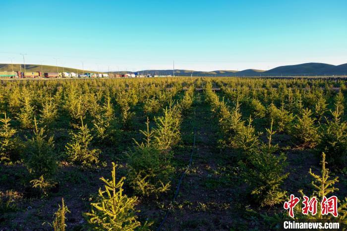 圖為科技團(tuán)隊(duì)在海拔4500米的西藏那曲種出“小森林”，其中超過7成成功越過5個(gè)冬天?！〗w波 攝