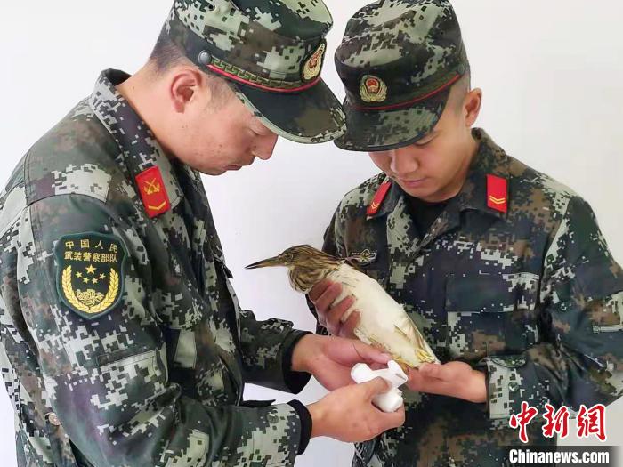 圖為武警官兵正在為國家一級重點保護動物池鷺包扎。　柳澤田 攝